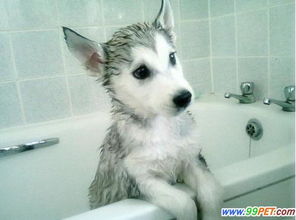 什么时候不能给狗狗洗澡 哪些情况狗狗不能洗澡 