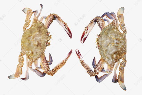 梭子蟹螃蟹素材图片免费下载 千库网 