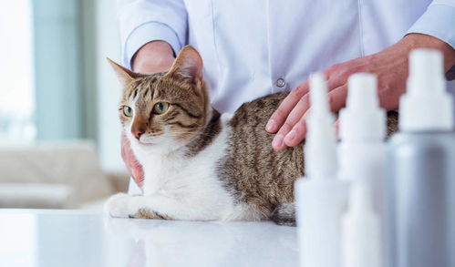 宠物健康课 猫咪低血糖症的病发原因 症状以及应对措施分析