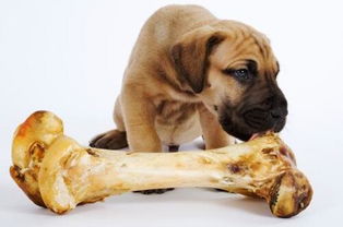 狗狗喜欢啃骨头的原因,就算是干巴巴的骨头,它也会喜欢
