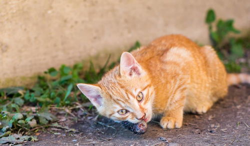 从动物营养学角度谈 野猫每天吃几只老鼠合适 数量有点超乎想象