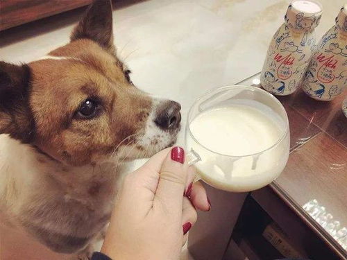 狗狗偷舔酸奶盖会不耐受 其实酸奶对它大有裨益 前提要选对酸奶