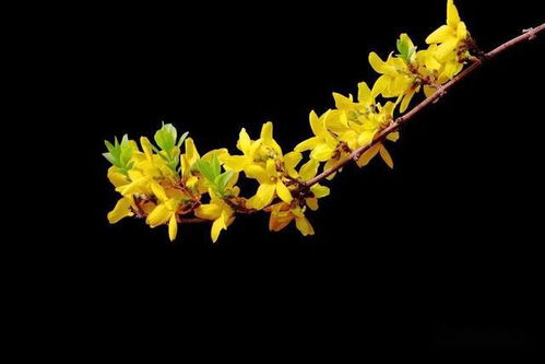 连翘花开,金灿灿的花朵缀满枝条,给春天送去一份厚重的献礼