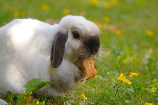 兔友不解 兔子皮肤病会传染人吗,垂耳兔皮肤结痂
