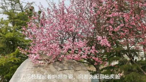 形容春暖花开的优美句子(春暖花开的句子唯美句)