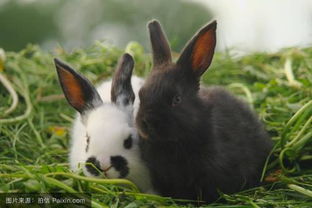 请问母兔生小兔子的时候为什么要吃小兔子 