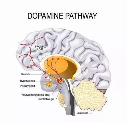 什么是多巴胺 如何健康的刺激多巴胺的分泌