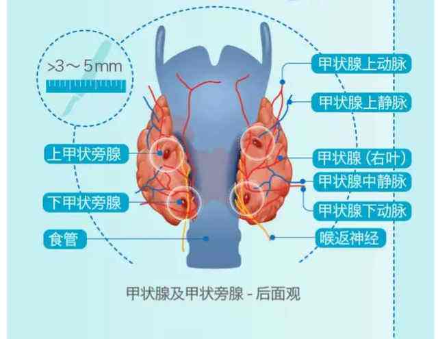 gno甲状腺复合片, go什么是甲状腺复合片?