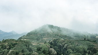 茶叶茶园作为旅游资源的特点（茶叶茶园作为旅游资源的特点是什么）