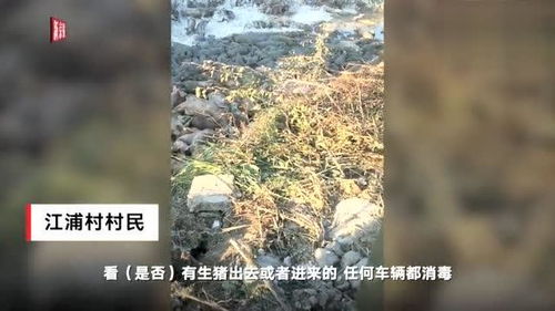 北京关注 15日起 江苏连云港某养殖场的生猪出现不明原因死亡 