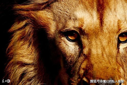 老虎VS狮子,东北虎真的能单杀非洲狮