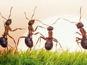 梦到身上很多蚂蚁