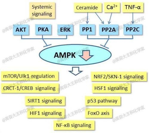  ampk通路,ampk激活剂有哪些 区块链