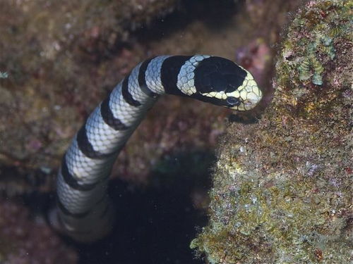 海蛇都是有毒的吗,有毒海蛇的识别方法