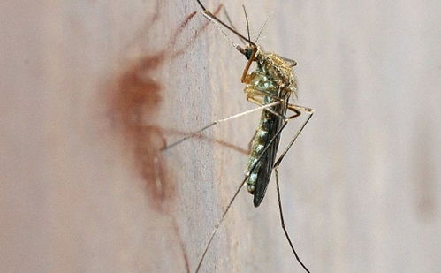 维生素b1可以驱蚊吗 维生素b1驱蚊是真的吗