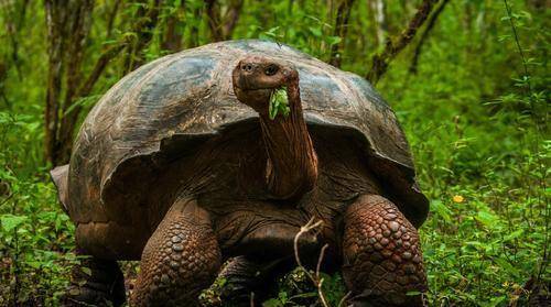 平均寿命200岁,体重超过600斤,这种大乌龟你见过吗
