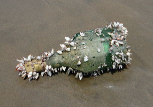瓶,贝壳,海洋生物,被冲上岸,querim 海滩,阿拉伯海,果阿,印度 
