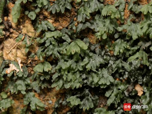以 深圳 命名的植物又上新了 这次是一种稀少的蕨类,长这样