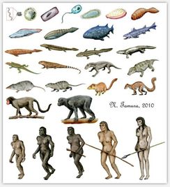 从原核生物到鱼石螈的进化过程 