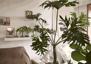 客厅摆什么绿植,客厅适合摆放的十大植物