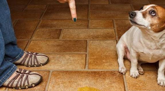 你真的以为狗狗总在家尿尿,是因为调皮吗 其实是这4点导致的