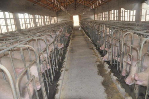 夏季母猪的饲养管理和提高母猪受精率的关键措施