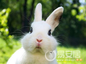 中西文化比较十二生肖兔的寓意