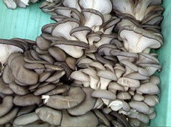元蘑熟料袋栽高产及加工技术,怎样熟料栽培双苞菇