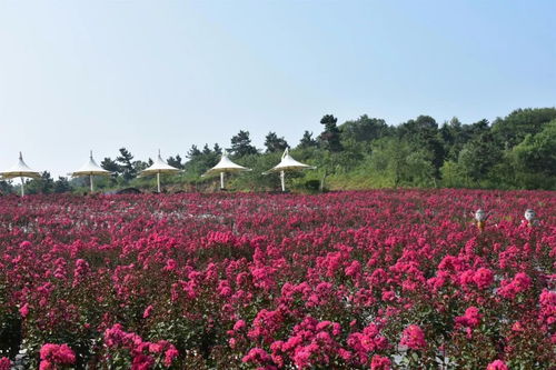 一次回眸,在南京巴布洛遇见 夏 紫薇和夏 雨荷