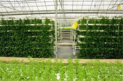 香菜种植技术和管理方法图解,了解