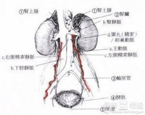 精索静脉曲张手术步骤