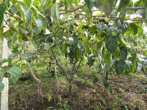 猕猴桃树苗怎么栽种家庭猕猴桃的种植方法,庭院猕猴桃第一年种植方法？