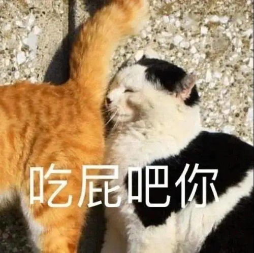 沙雕猫表情包 