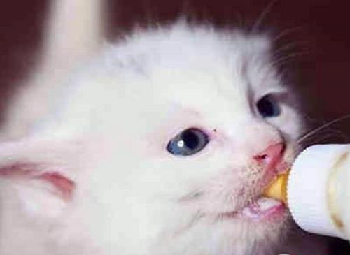 猫呕吐,呕吐出的是透明带白色泡沫的粘液和吃下去的食物 