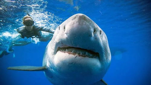 美国15岁男孩被鲨鱼追杀,受重伤后生还,遇到鲨鱼应如何自救