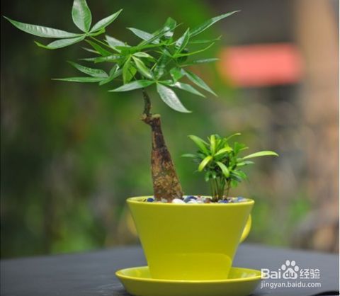 种植有益健康室内植物