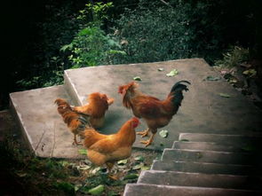 泰国电影中有只会打架的斗鸡是叫什麽 
