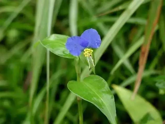 露草的花语,希望的象征