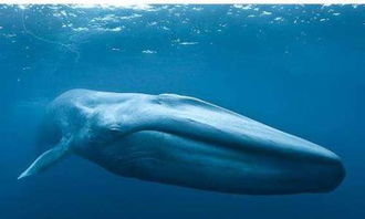 世界上最大的海洋生物,世界上最大的海洋生物是什么