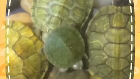 出生一周小黄耳龟也可以互动啦