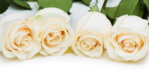 白玫瑰是送给死人的吗,表达哀思的一朵花？