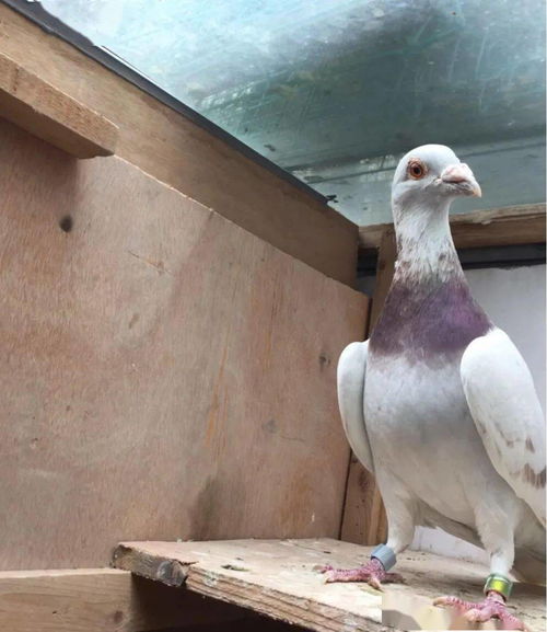 饥饿养鸽是鸽子快速归巢的法宝