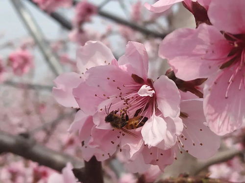 梨花花语寓意,梨花的花语