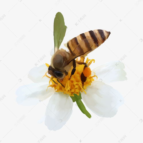夏日蜜蜂采花插画PNG素材图片免费下载 千库网 