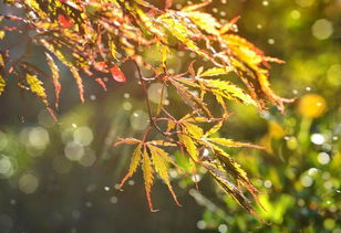 细雨如丝,雨落成诗,哪一首浸润了你的心