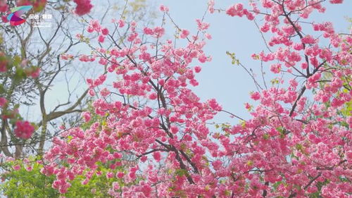 樱花重查种植与病虫害防治