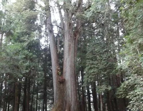 直击世界上最古老的10棵树,其中甚至已达7200岁 