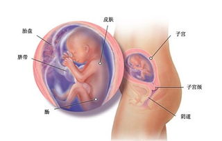 怀孕三个月的胎儿图(怀孕三个月的胎儿图(怀孕三个月的胎儿是什么样子的))