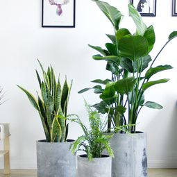 什么绿植净化空气,能净化空气的室内植物有哪些?