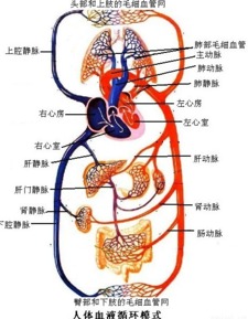 如图是 人体血液 循环模式图.A B C D分别 